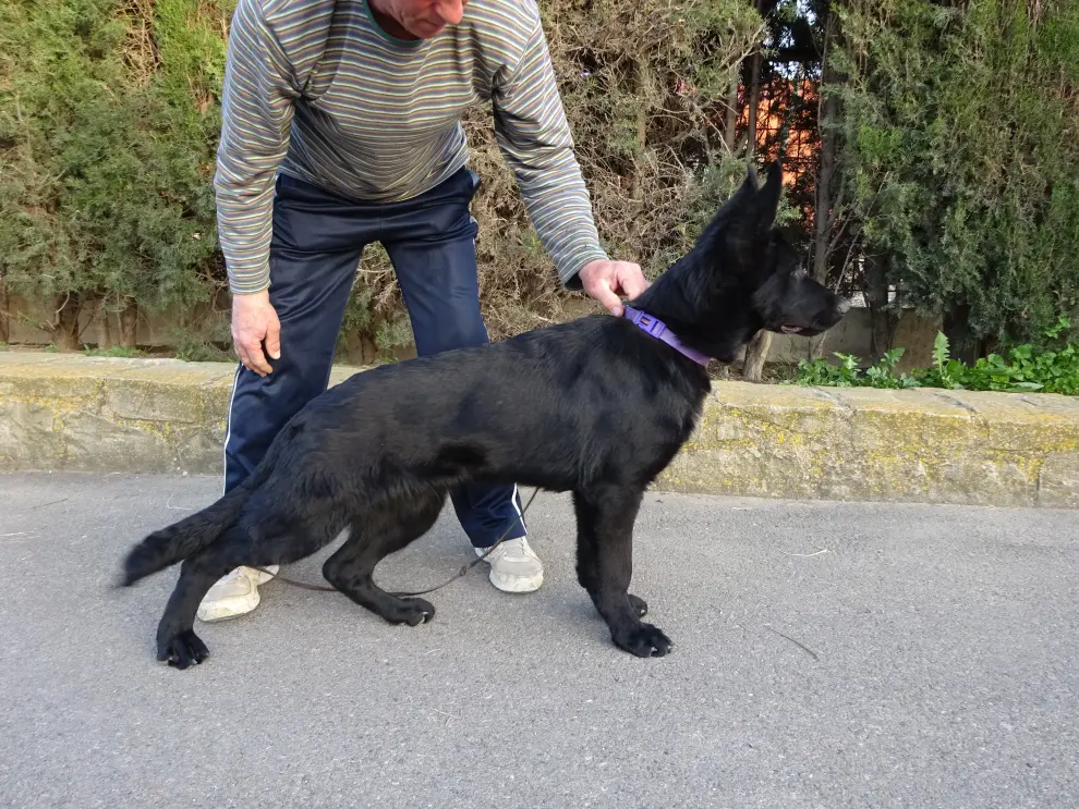 Cafú de Usurbe, perro DDR del centro canino Usurbe, a los 5 meses