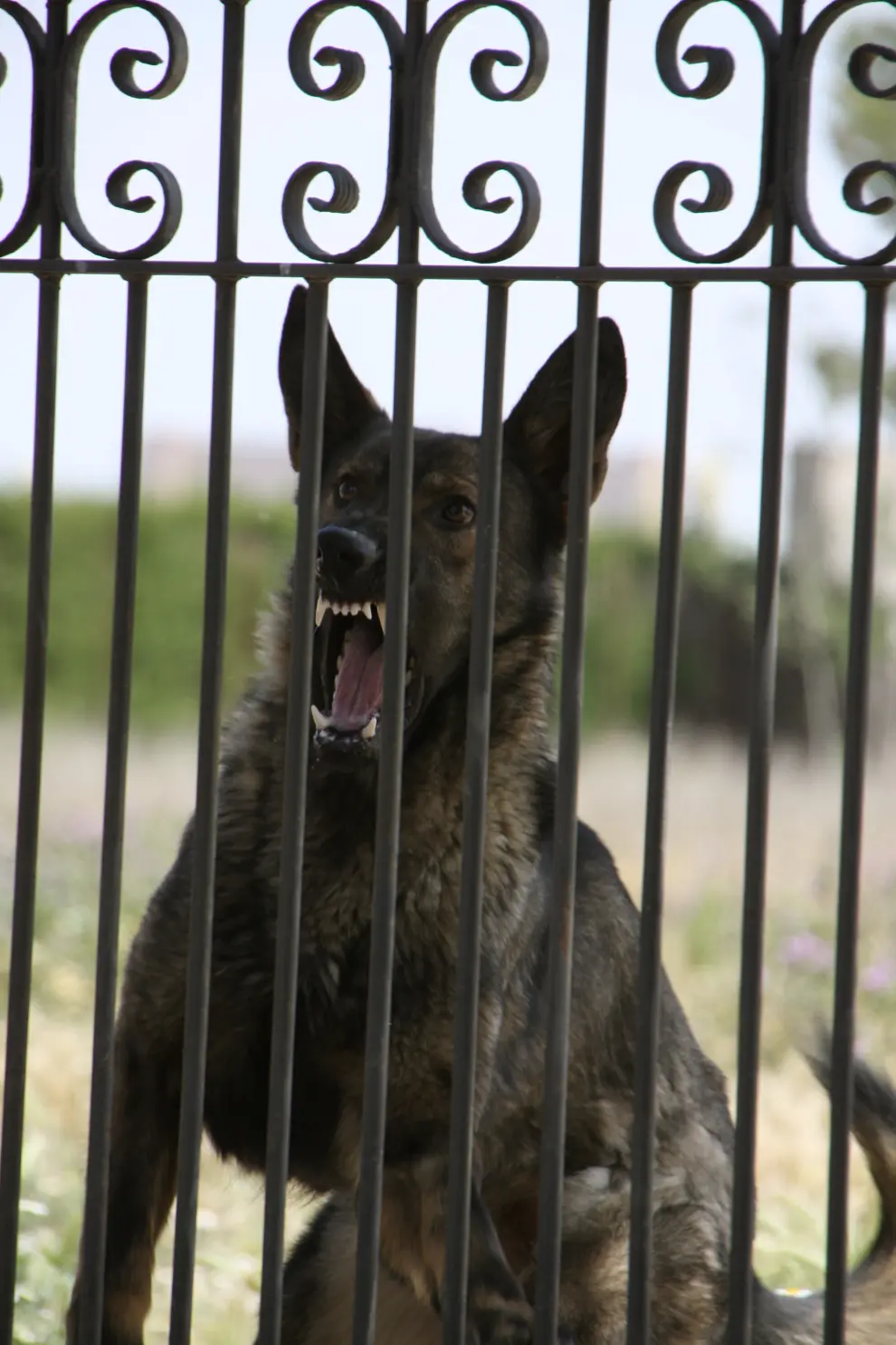 Key de Usurbe, perro DDR con alto instinto de guarda, a los 10 meses