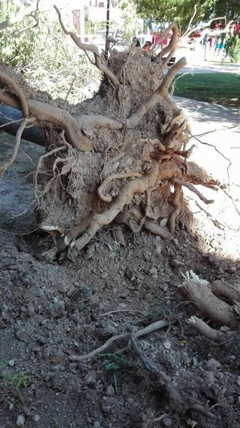 Un árbol cae en Margarita Xirgú.