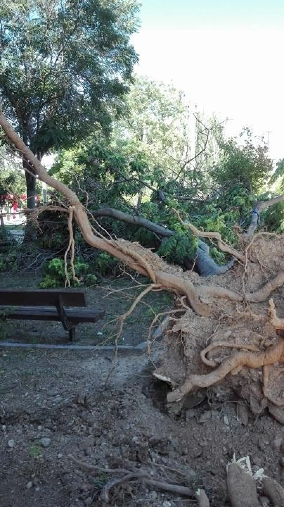 Un árbol cae en Margarita Xirgú.
