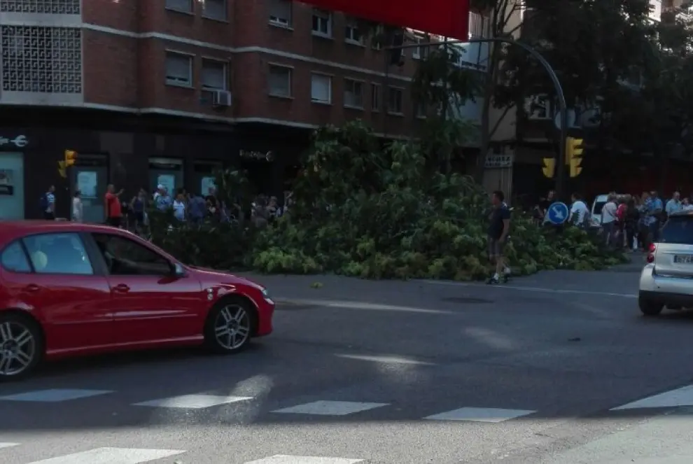 Una persona herida tras caerle un árbol en el Camino de las Torres