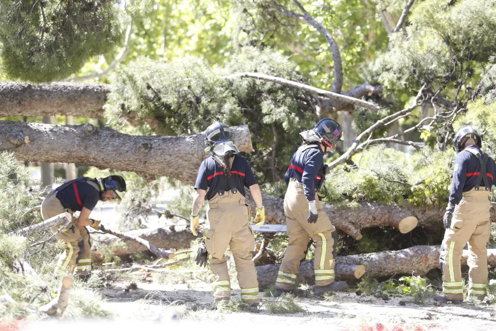 Los Bomberos trabajaron el domingo en la caída de un árbol y en la retirada de otro en el Parque Grande.