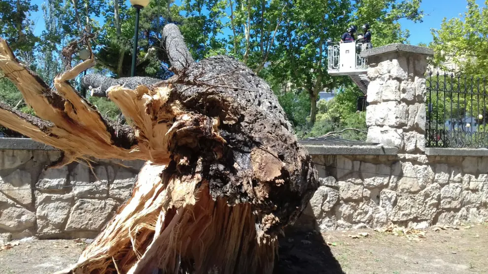 El domingo se produjo la caída de un árbol de gran altura junto al jardín botánico.