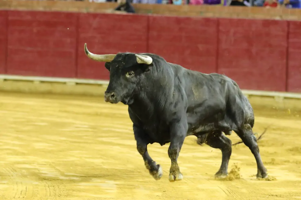 Desencajonamiento de los toros de la corrida del viernes en Teruel