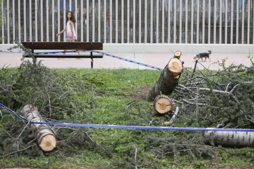 Cae un nuevo árbol en el Actur y los bomberos de Zaragoza podan otro de manera preventiva