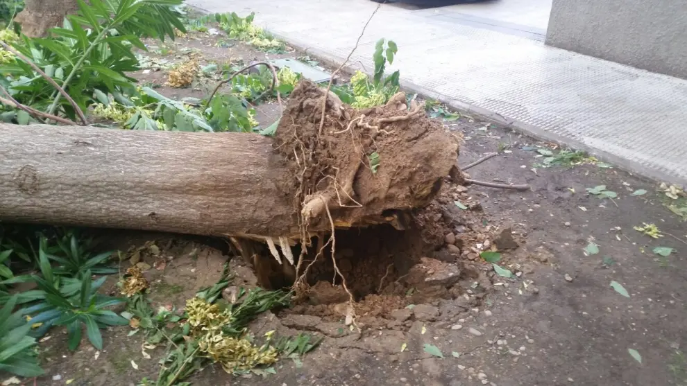 Cae un árbol de 18 metros sobre dos coches en las Delicias
