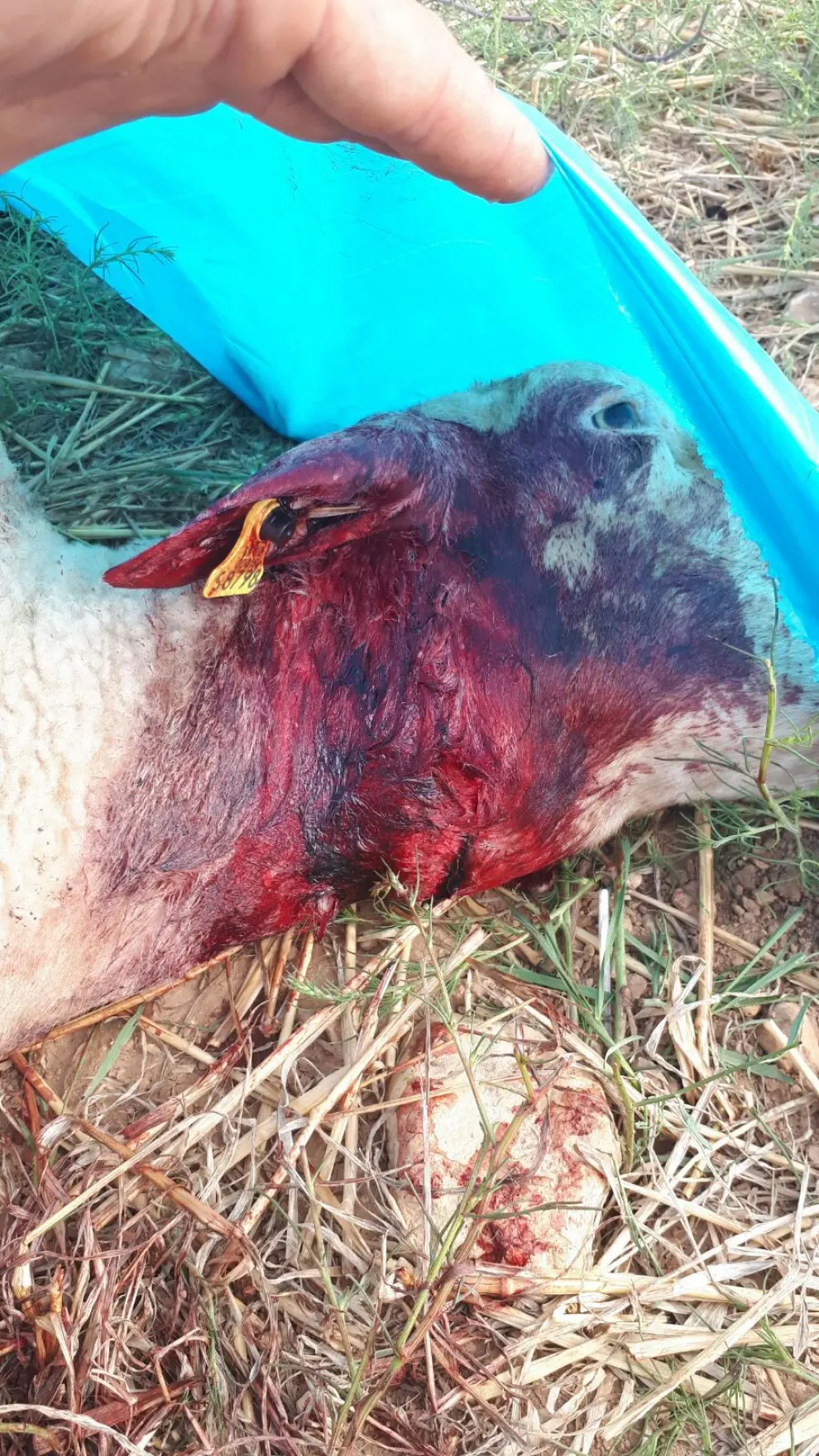 Un lobo ataca a un rebaño de ovejas y mata a dos de ellas a solo un kilómetro de Perdiguera (estas imágenes contienen contenido explícito)
