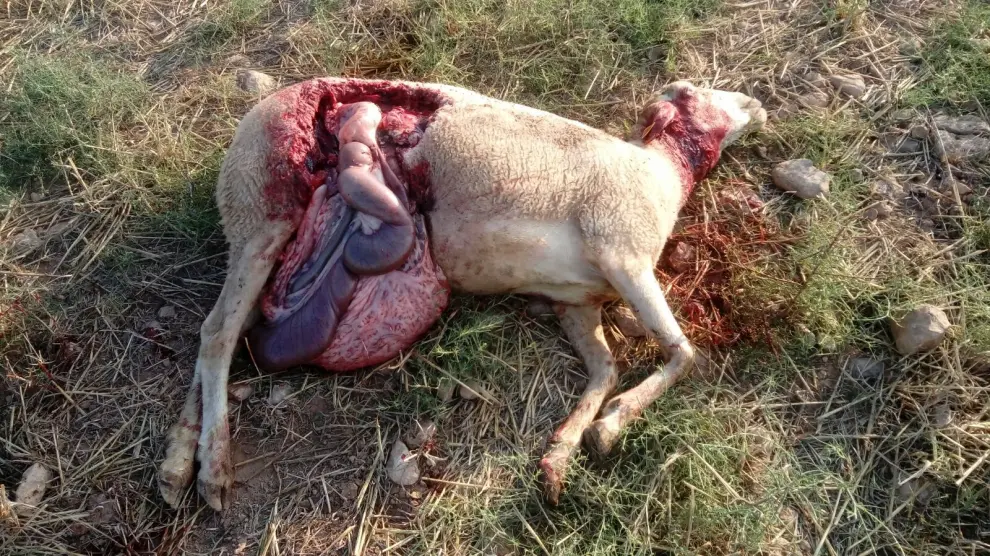 Un lobo ataca a un rebaño de ovejas y mata a dos de ellas a solo un kilómetro de Perdiguera (estas imágenes contienen contenido explícito)