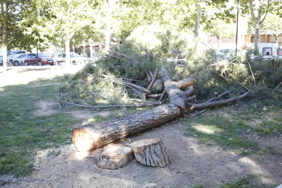 Cae un árbol en Las Fuentes