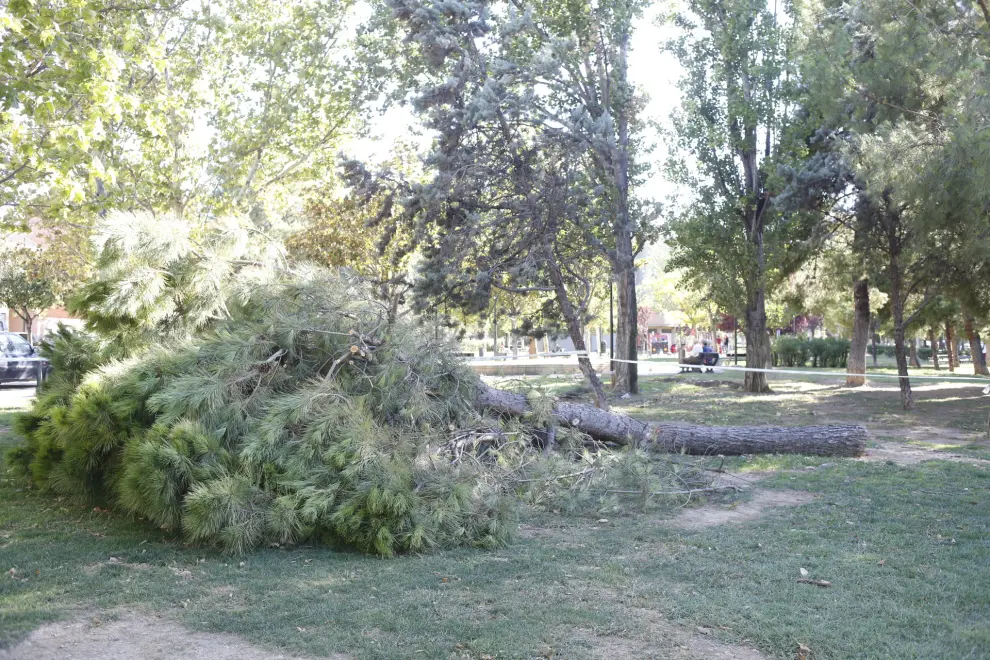 Cae un árbol en Las Fuentes