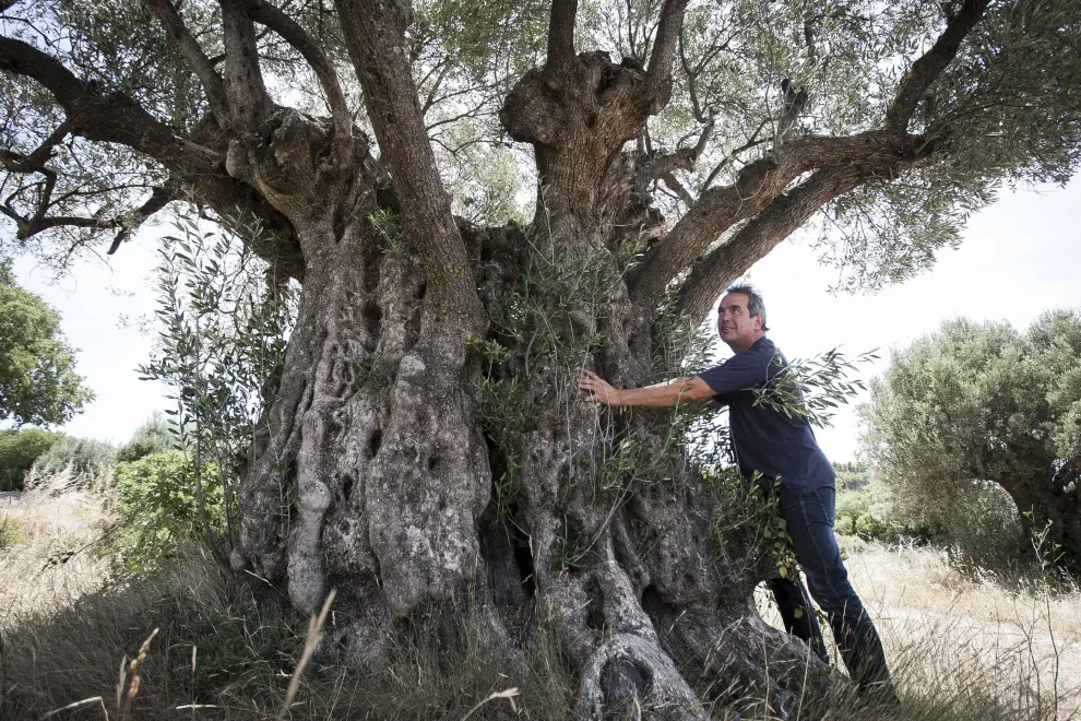 Juan Torralba abraza uno de los olivos milenarios de Riglos