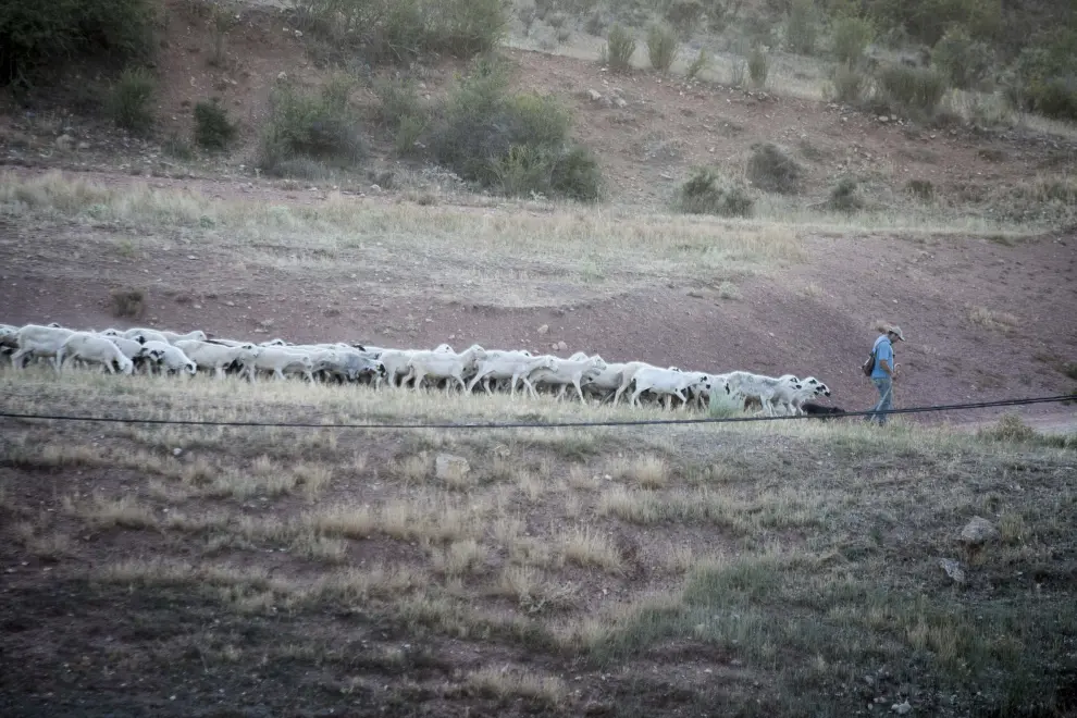 Rebaño de ovejas en las cercanías de Tramacastilla
