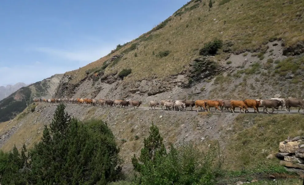 Bajada del ganado de Ardonés a Estós