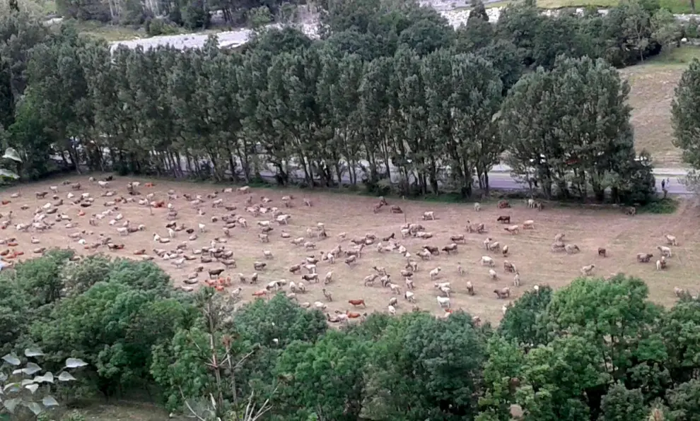 Bajada del ganado de Ardonés a Estós