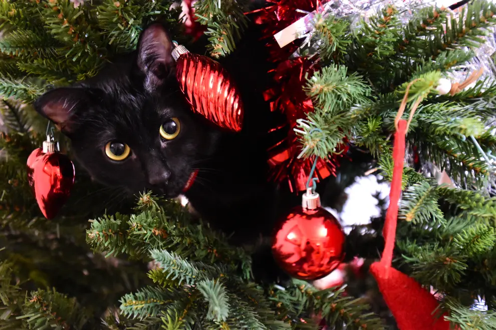 Edgar en el árbol de Navidad