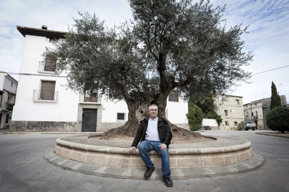 Juan Antonio Giménez en el olivo situado en la plaza del pueblo.