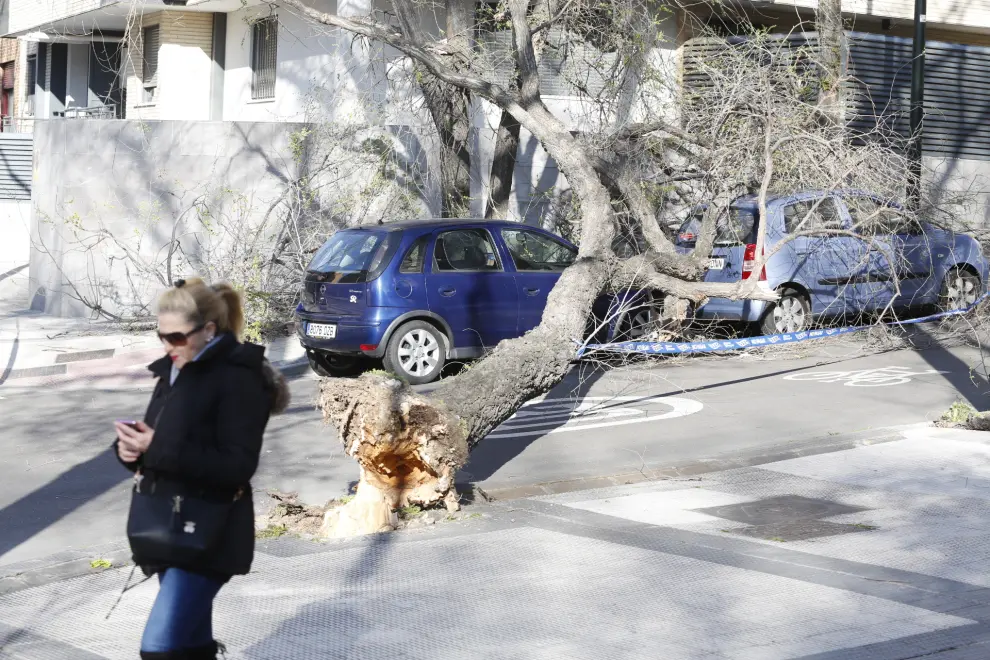 Otro árbol caído en la rotonda Villa de Pau.