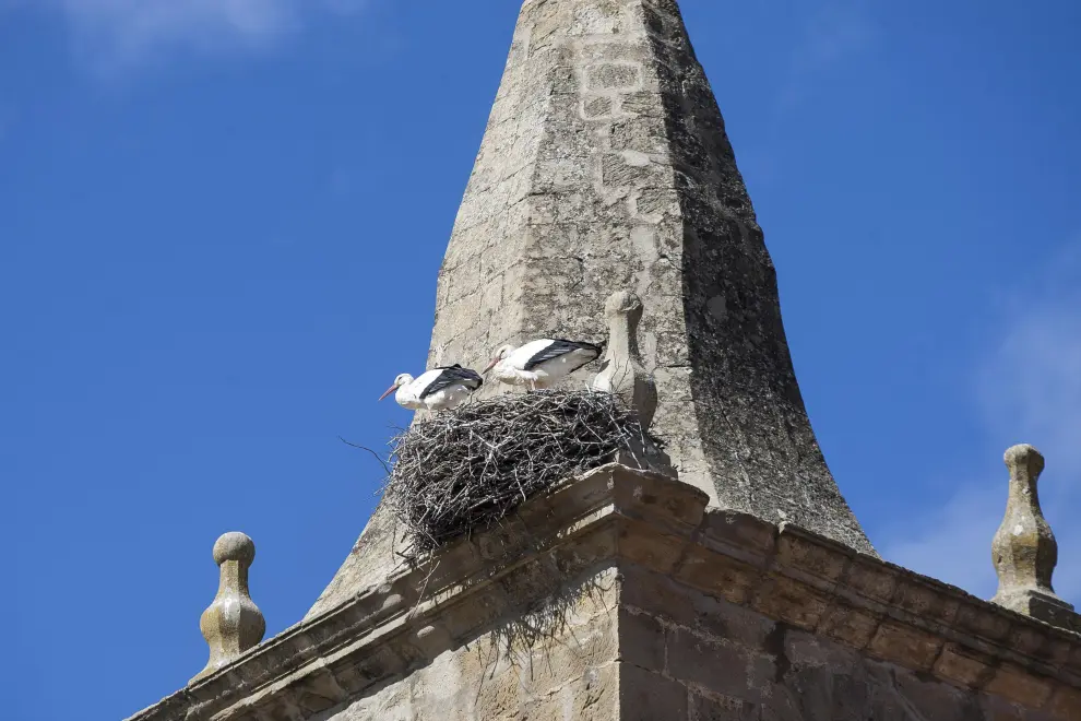Nido de cigüeñas sobre la torre de la Iglesia de Santa Catalina.