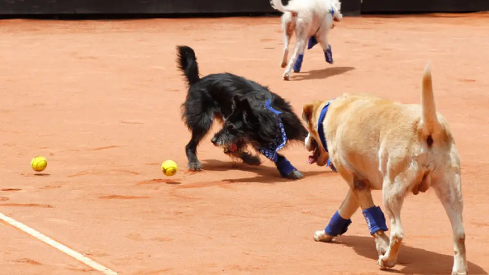 Perros abandonados hacen de recogepelotas en un partido de tenis