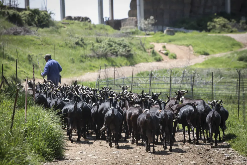 Pasto de cabras en las inmediaciones de Quesos Benabarre.