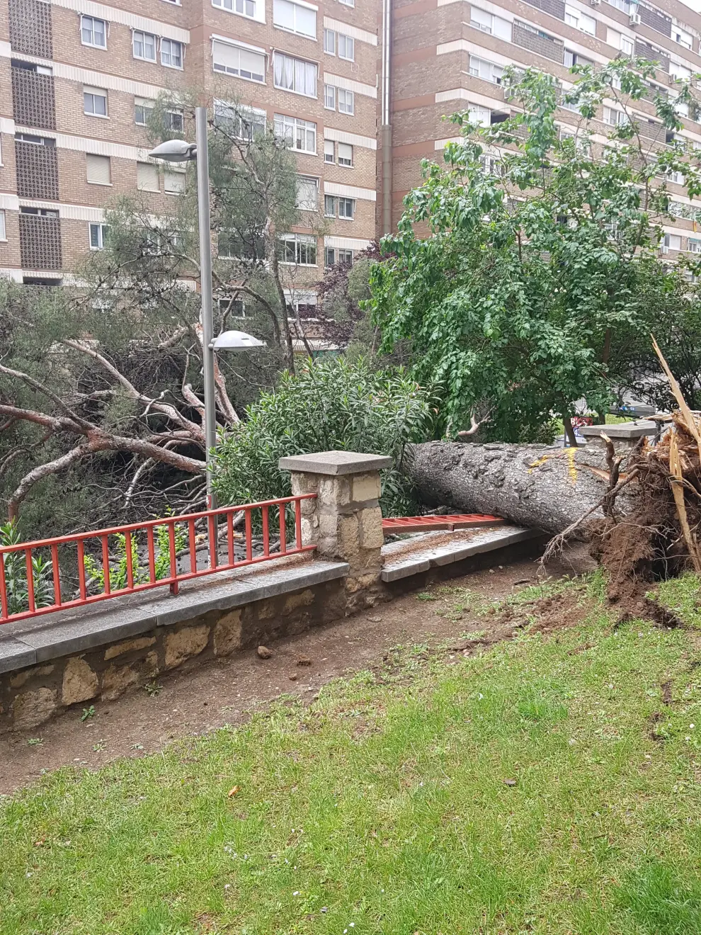Cae un árbol de grandes dimensiones y obliga a cortar parte de la calle Rioja