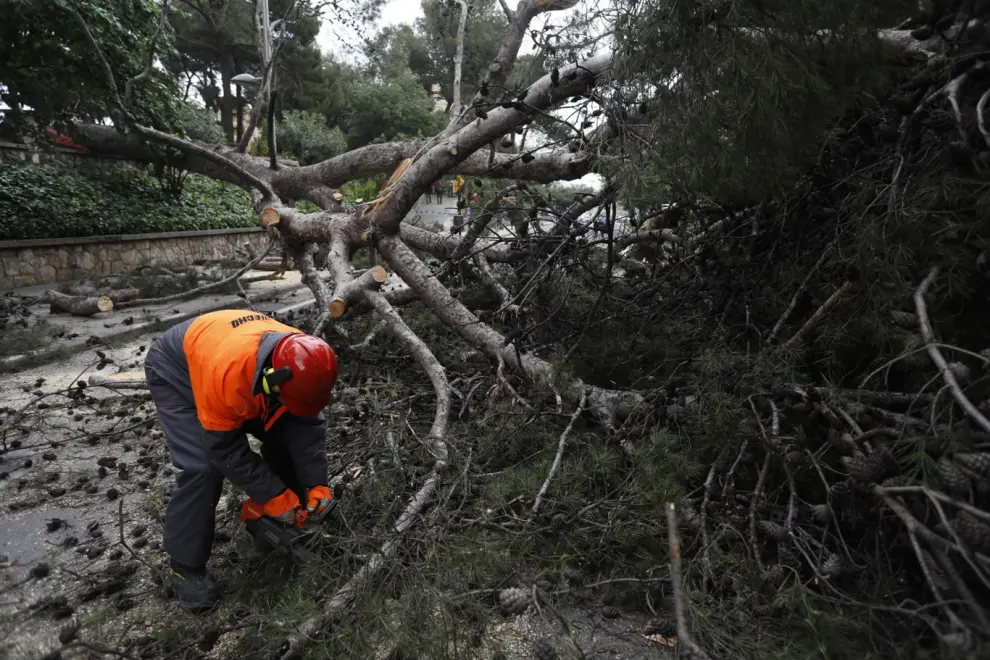 Cae un árbol de grandes dimensiones y obliga a cortar parte de la calle Rioja