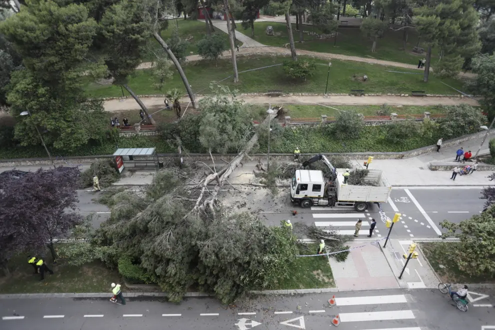En mayo pasado cayó un árbol de grandes dimensiones en el parque Castillo de Palomar y obligó a cortar parte de la calle Rioja