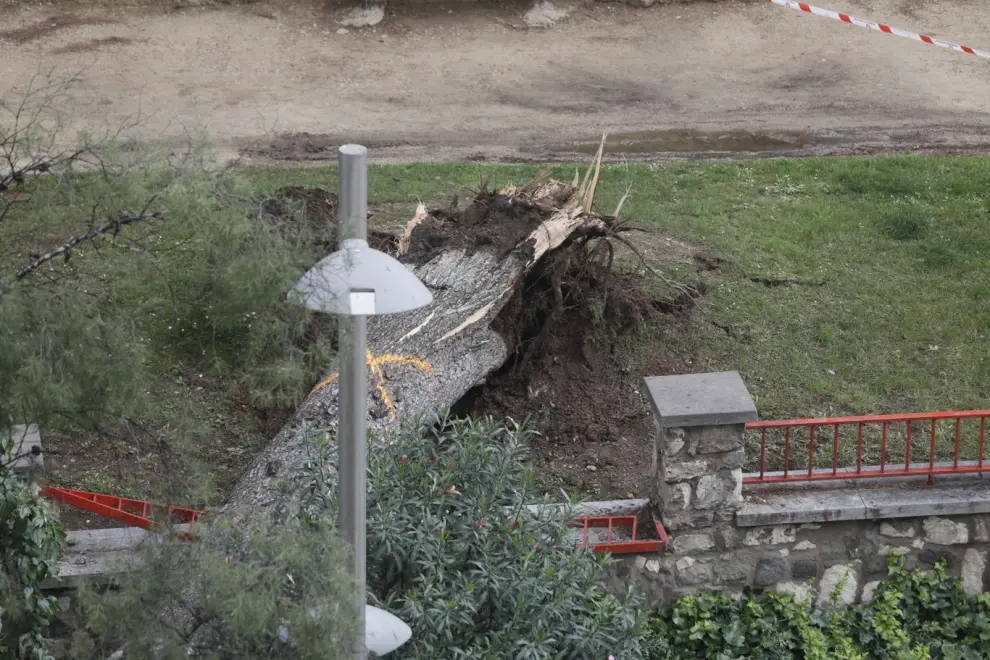 El árbol de grandes dimensiones ha cortado dos carriles de la calle Rioja