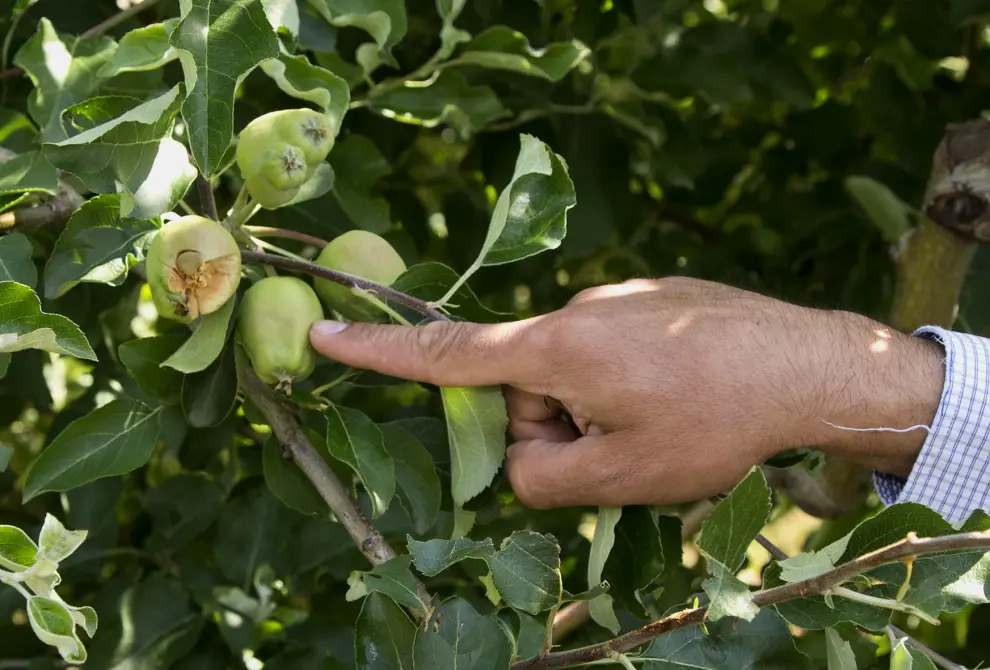 Importantes daños en la cosecha de manzana y pera en la vega del Jalón en Ateca