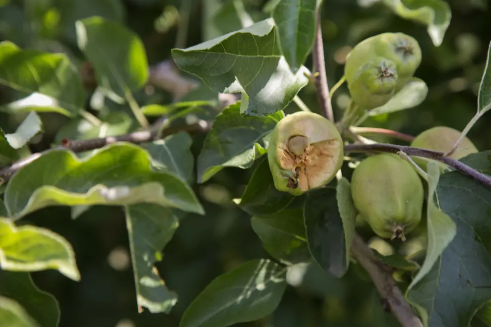 Importantes daños en la cosecha de manzana y pera en la vega del Jalón en Ateca
