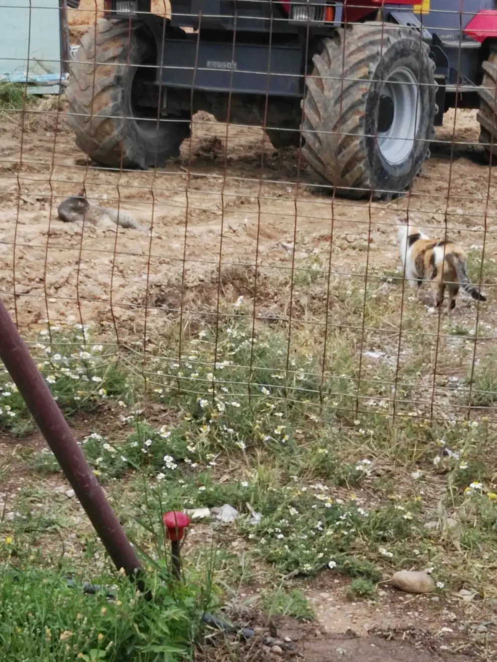 Denuncian el peligro de las obras para los gatos del parque Pignatelli