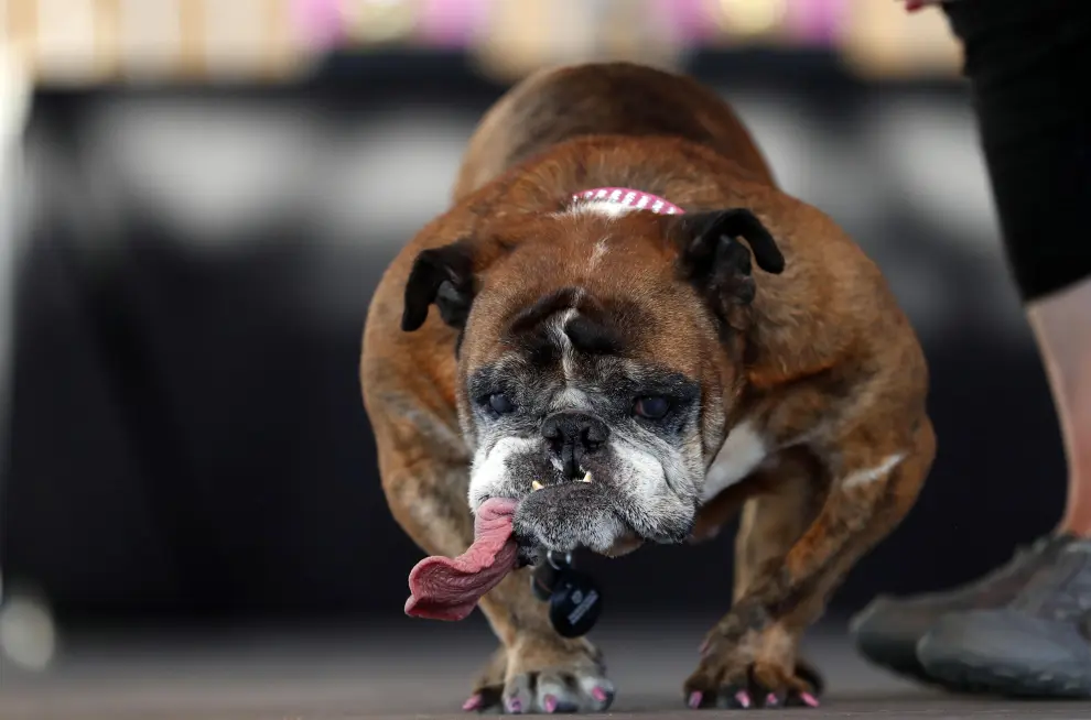 Zsa Zsa, la bulldog francesa ganadora de este año.