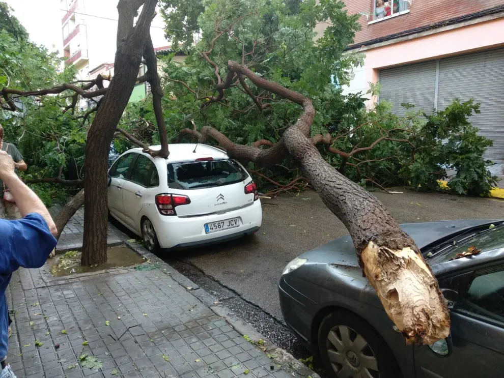 La caída de ramas y árboles causó daños en varios vehículos.