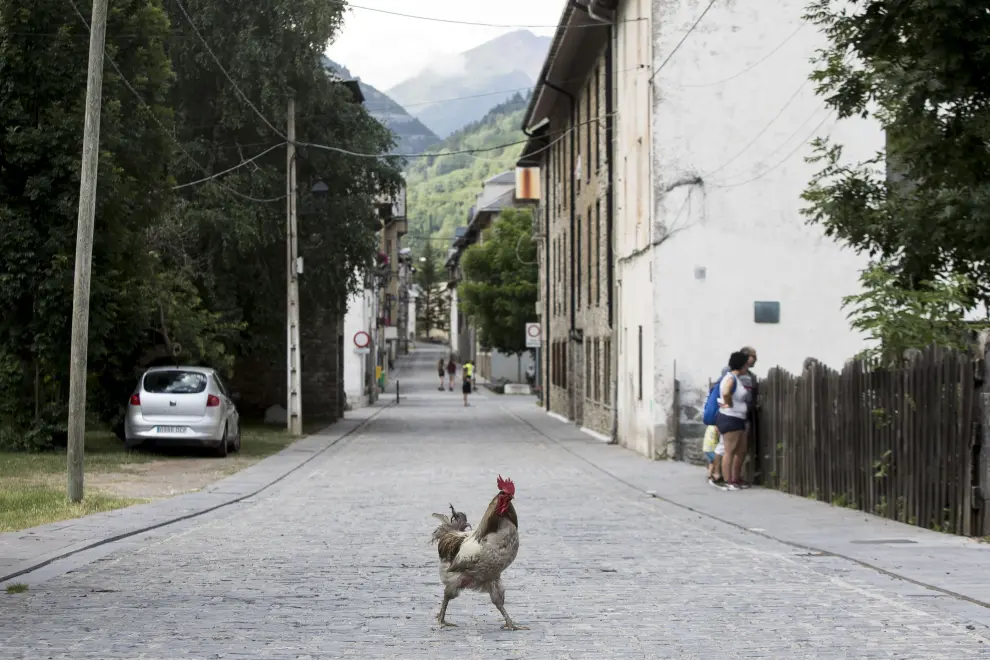 Un gallo pasea por Canfranc pueblo