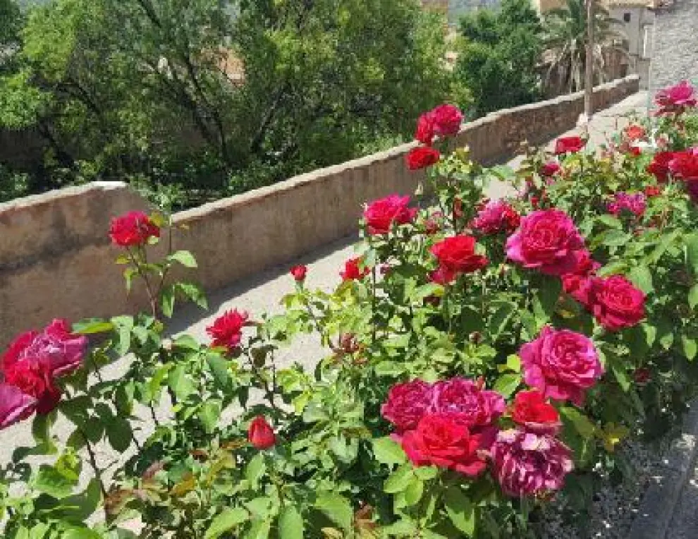 Así de bonitas están las rosas en Brea de Aragón.