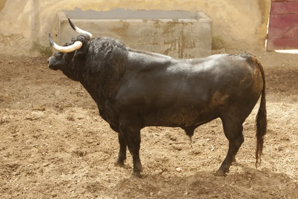 Toros de Manuel Blázquez para Huesca