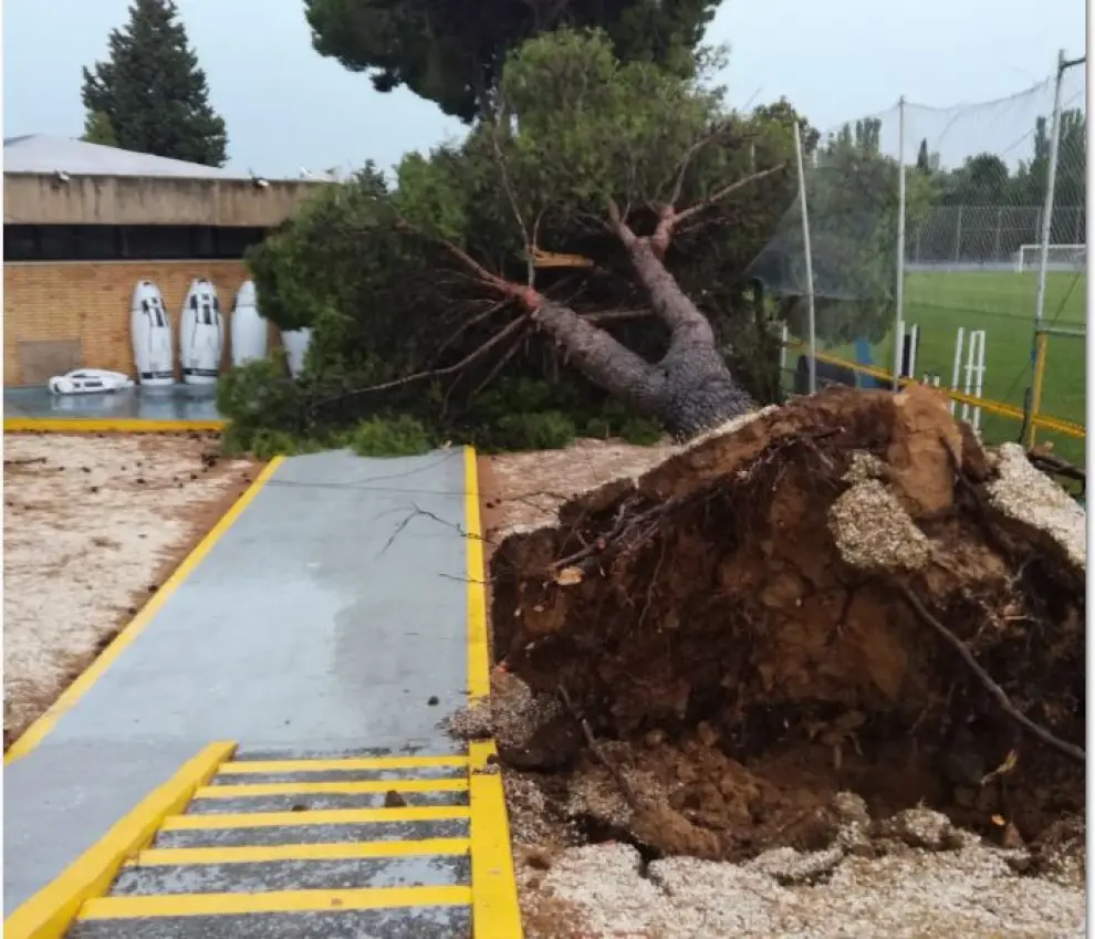El pino derribado por la tormenta esta tarde de domingo en la Ciudad Deportiva del Real Zaragoza, junto a las oficinas, el gimnasio y el campo de entrenamientos del primer equipo.