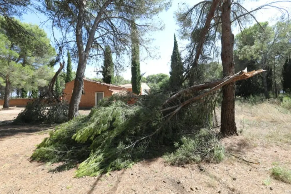 La tormenta en Monegros derribó árboles y torres eléctricas