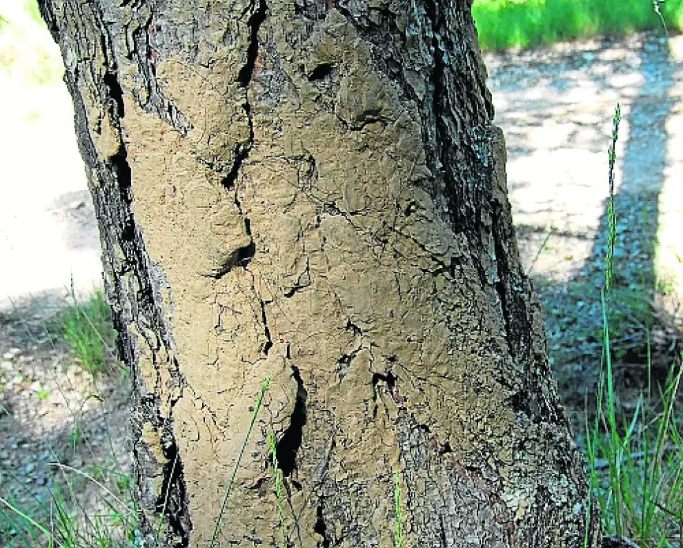 El jabalí deja rascaduras con barro y pelo. Los árboles son importantes en la socialización del jabalí, no solo como soporte para rascarse o alimentarse. También se comunican dejando marcas.