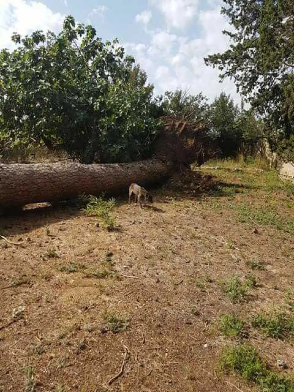 Una tormenta derriba un pino centenario en Villafranca de Ebro