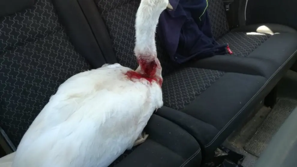 El Parque del Agua pierde a un joven cisne al que atacó un perro
