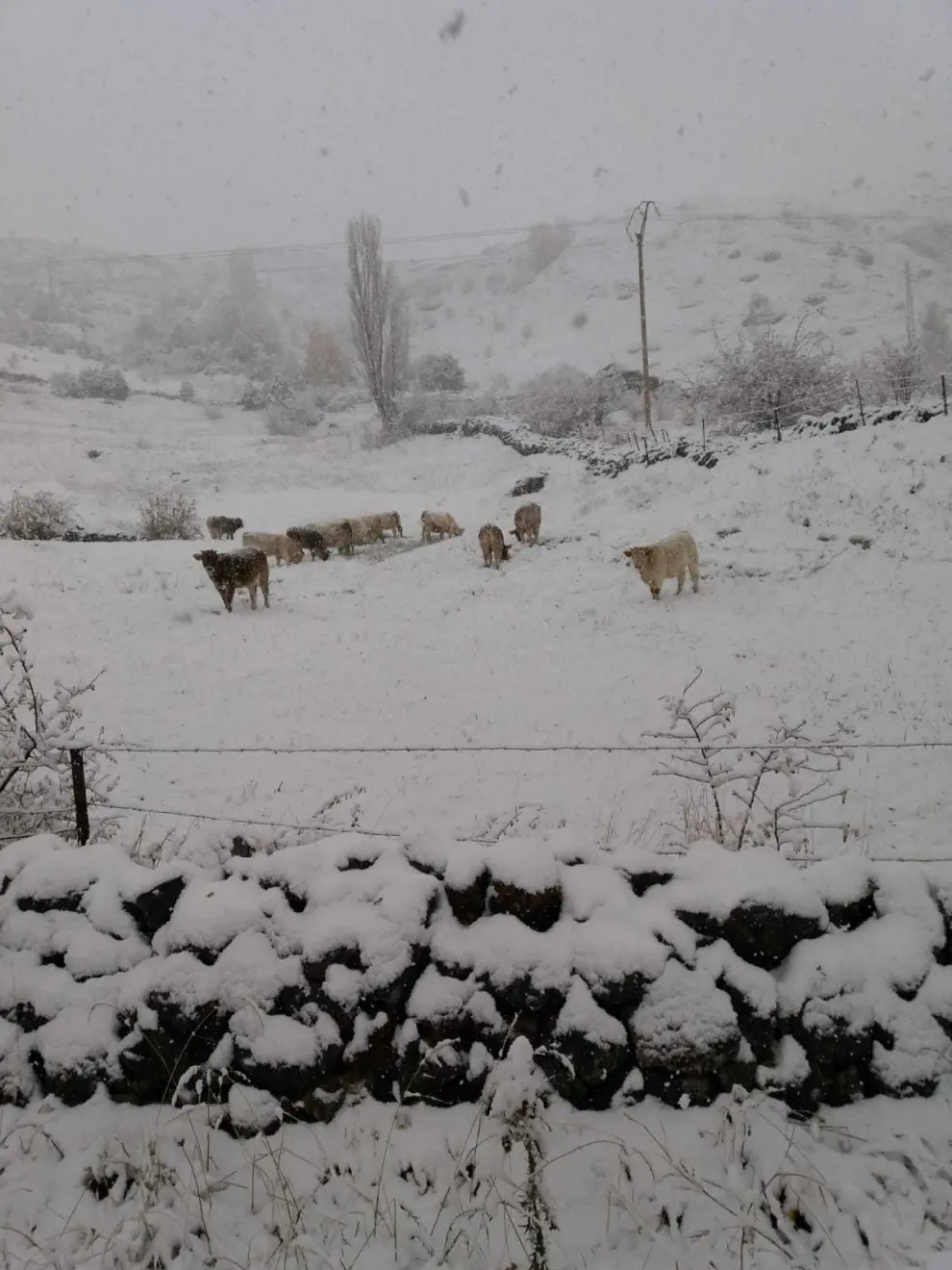Vuelve la nieve al Pirineo oscense. En la imagen, vacas en el término de Sallent de Gállego.