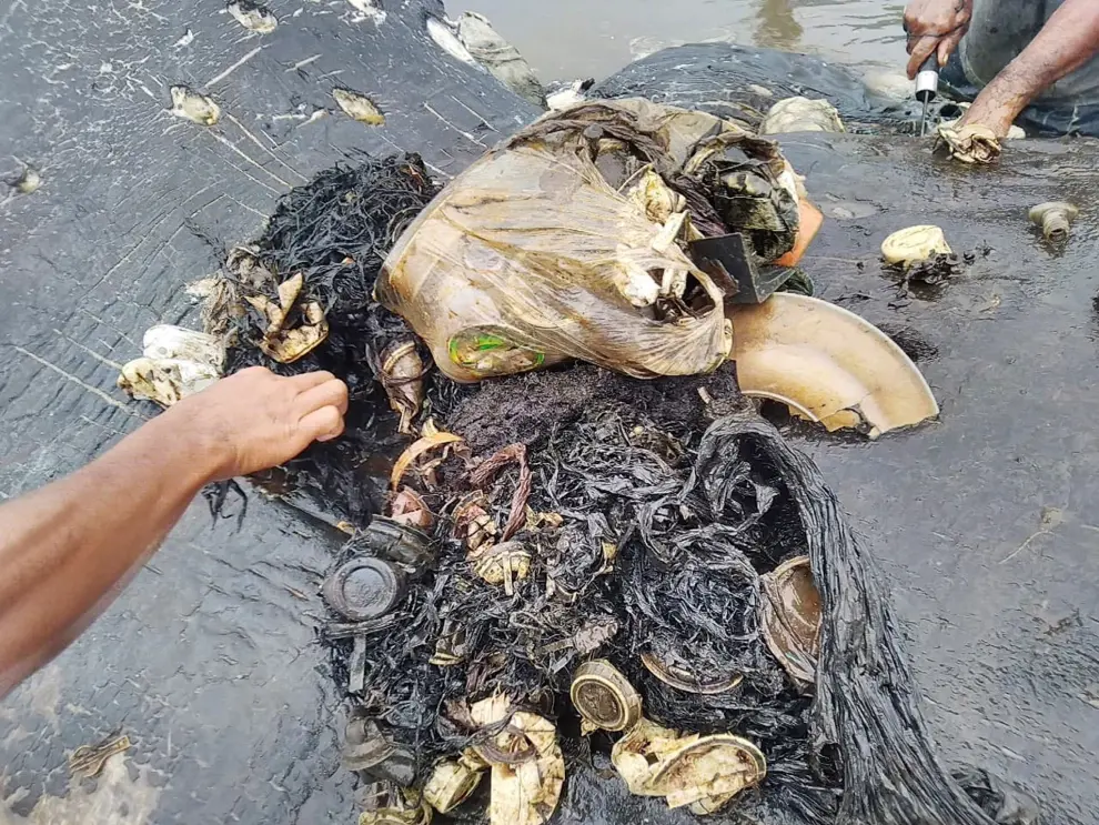 Hallan en una isla de Indonesia un cachalote muerto con seis kilos de plástico en el estómago