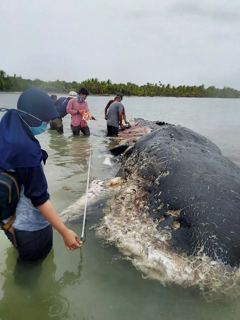 Hallan en una isla de Indonesia un cachalote muerto con seis kilos de plástico en el estómago