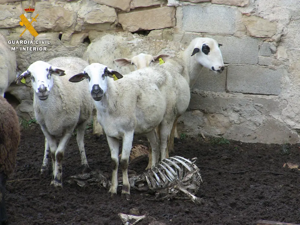 Investigan a un ganadero de Monegros por dejar morir de hambre a sus ovejas