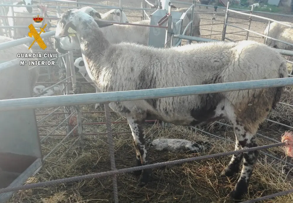 Investigan a un ganadero de Monegros por dejar morir de hambre a sus ovejas