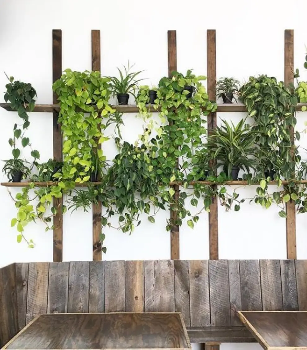 PARED VEGETAL. Es una idea muy sencilla: una simple estructura de tablas permite tener plantas tapizantes de interior. Se pueden cultivar potos, coleos, plantas de dinero... Que sean colgantes.