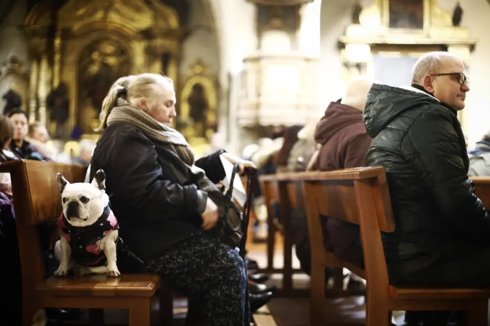 Las mascotas reciben la bendición de  San Antón en Zaragoza