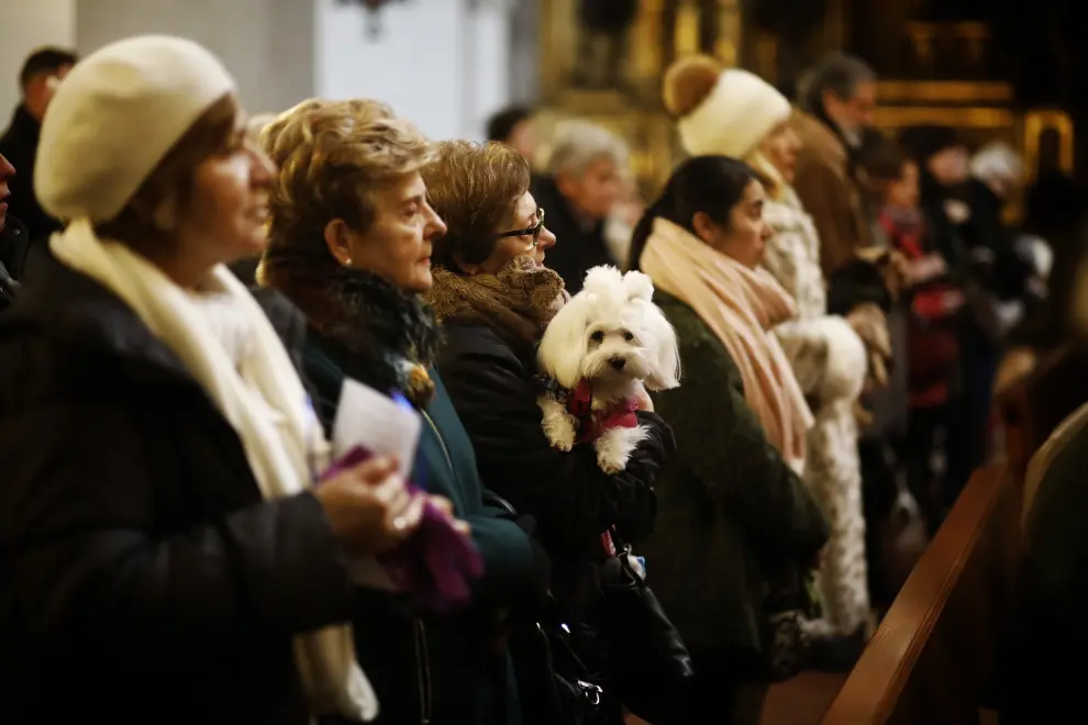 Las mascotas reciben la bendición de  San Antón en Zaragoza