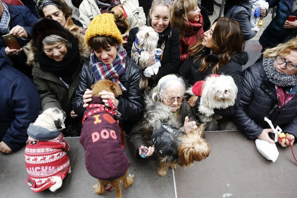 Las mascotas reciben la bendición de San Antón en Zaragoza